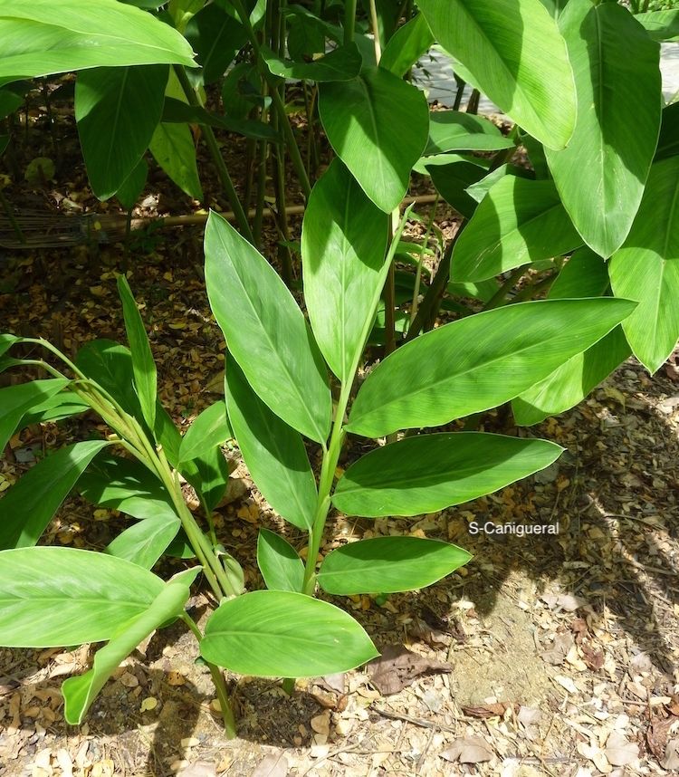 <i>Alpinia galanga</i>