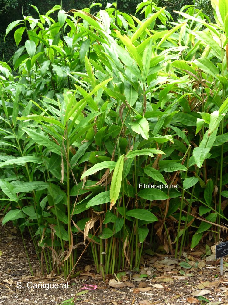 <i>Alpinia galanga</i>