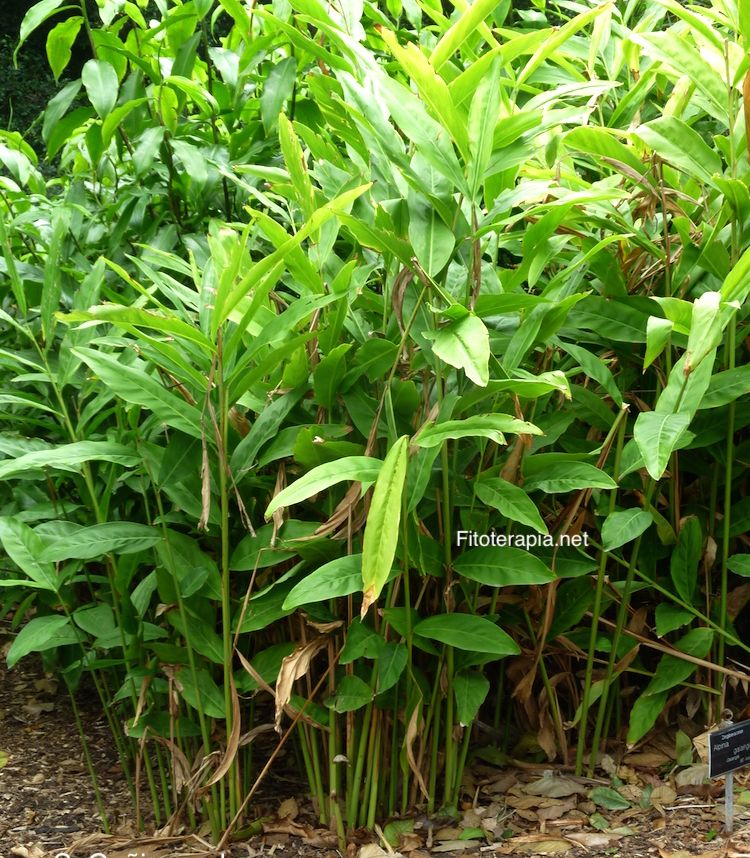 <i>Alpinia galanga</i>