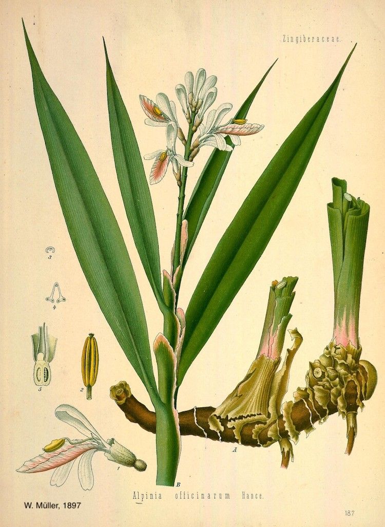 <i>Alpinia officinarum</i>