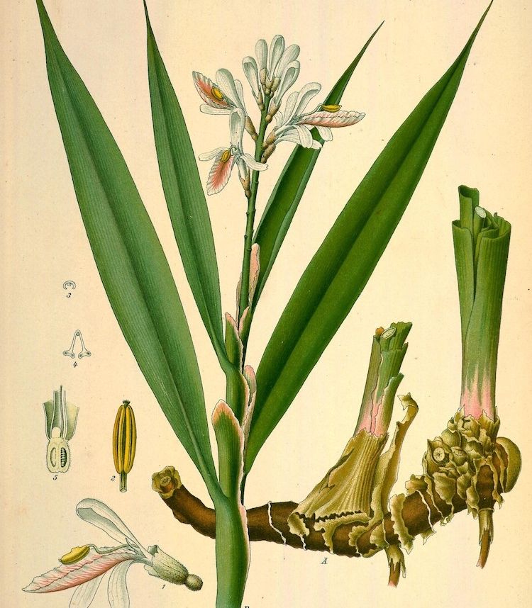<i>Alpinia officinarum</i>