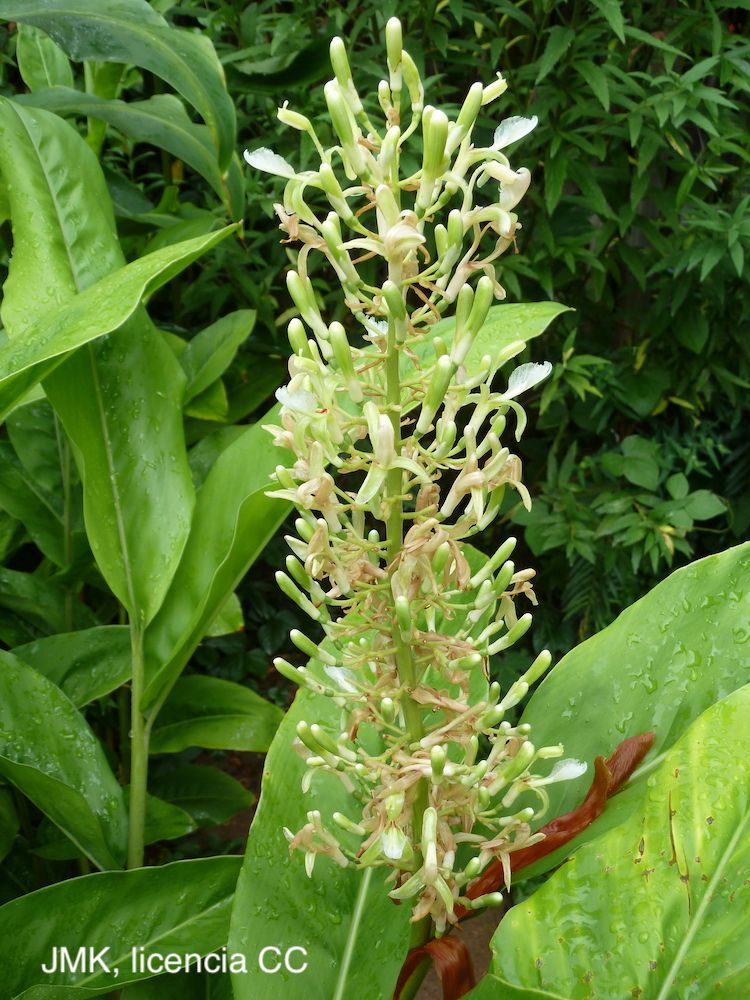 <i>Alpinia galanga</i>