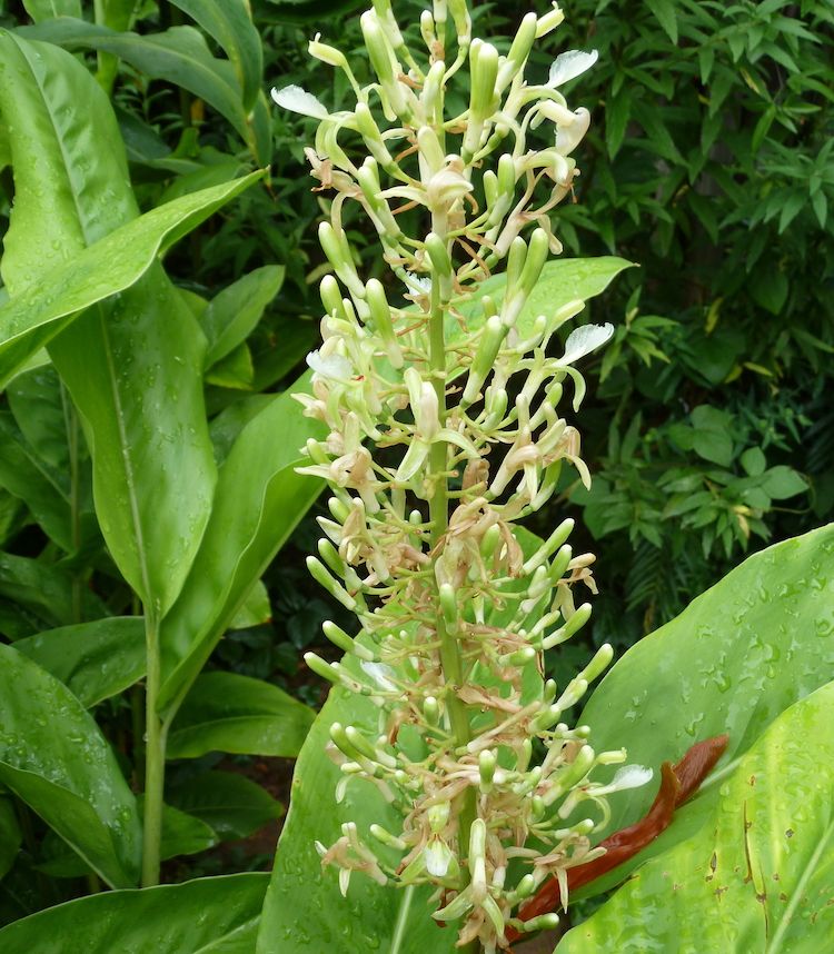 <i>Alpinia galanga</i>