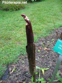 Plantas medicinales para el sobrepeso