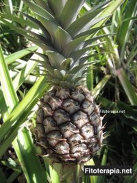Ananás o piña, cuándo y cómo tomarla