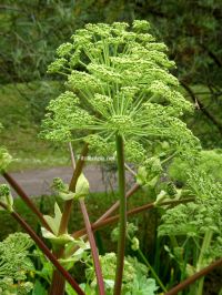 Plantas medicinales para tratar la epilepsia en el Renacimiento