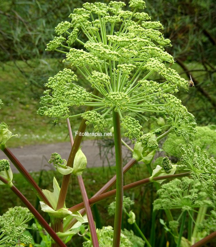 Angélica