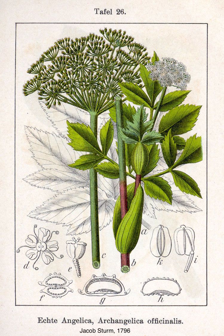 Angélica