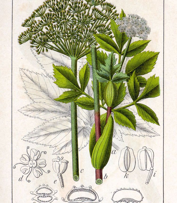 Angélica