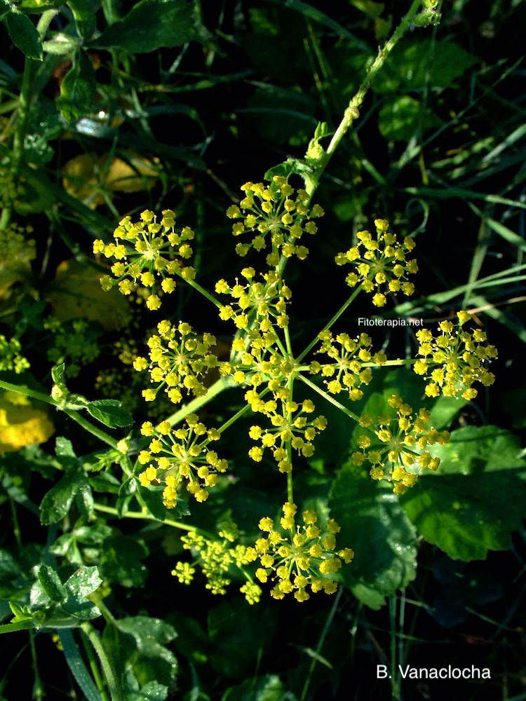 Apio, inflorescencia