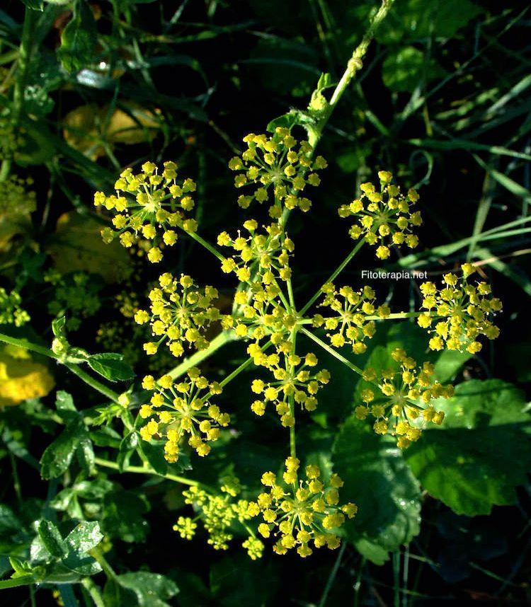 Apio, inflorescencia
