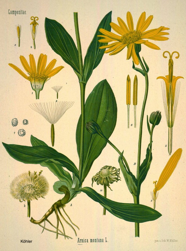 <i>Arnica montana</i>