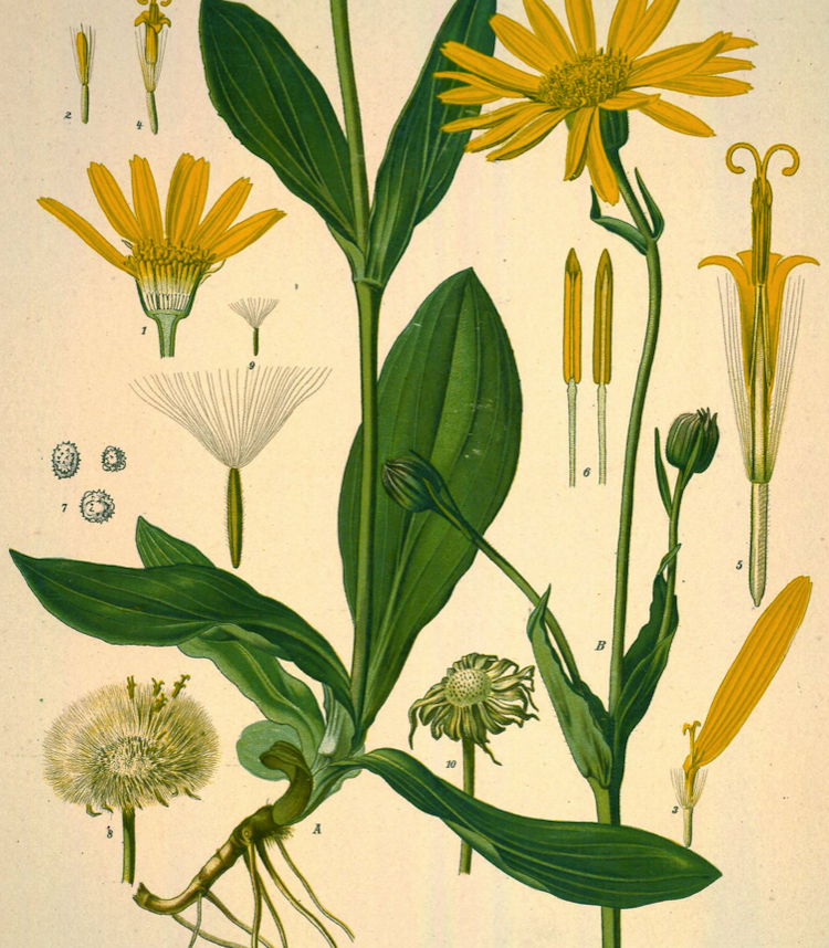 <i>Arnica montana</i>
