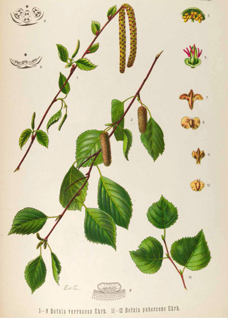 <i>Betula verrucosa</i>, <i>Betula pubescens</i>