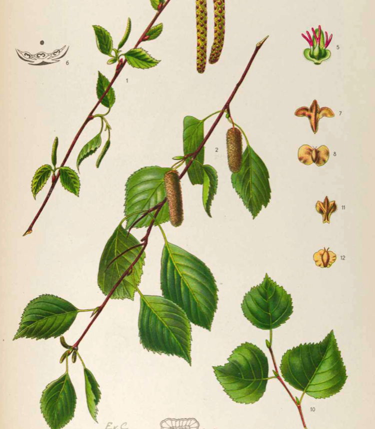 <i>Betula verrucosa</i>, <i>Betula pubescens</i>