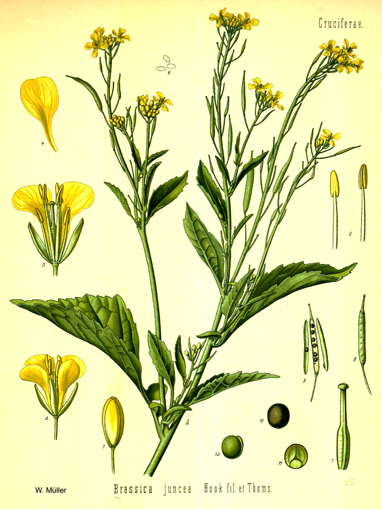 <i>Brassica juncea</i>