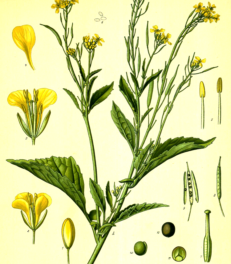 <i>Brassica juncea</i>