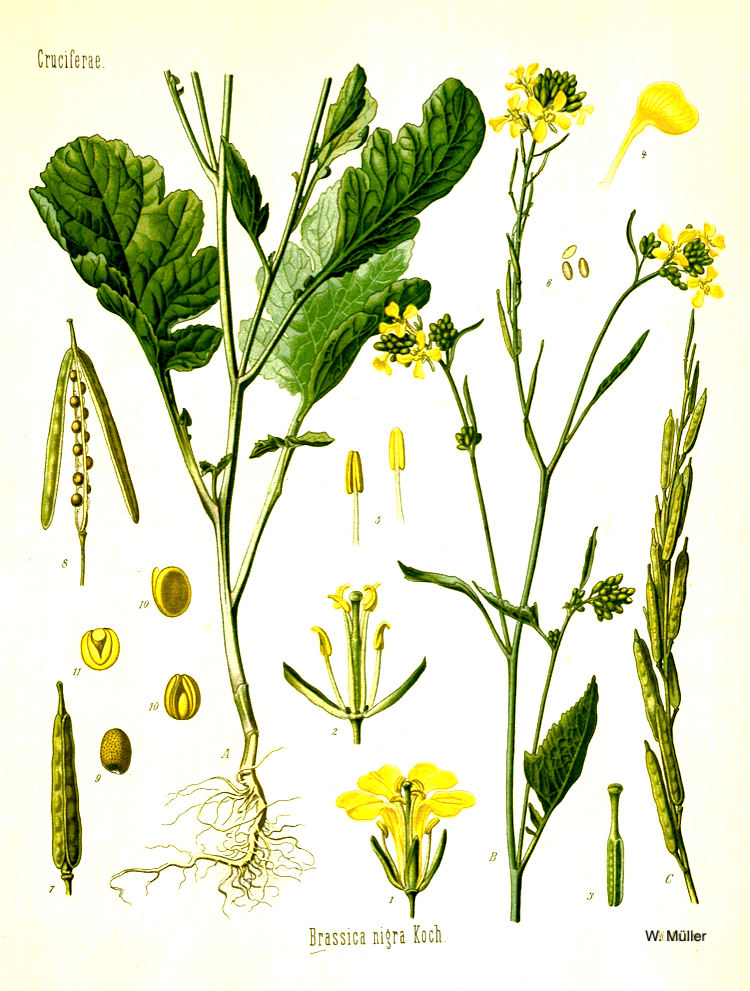 <i>Brassica nigra</i>