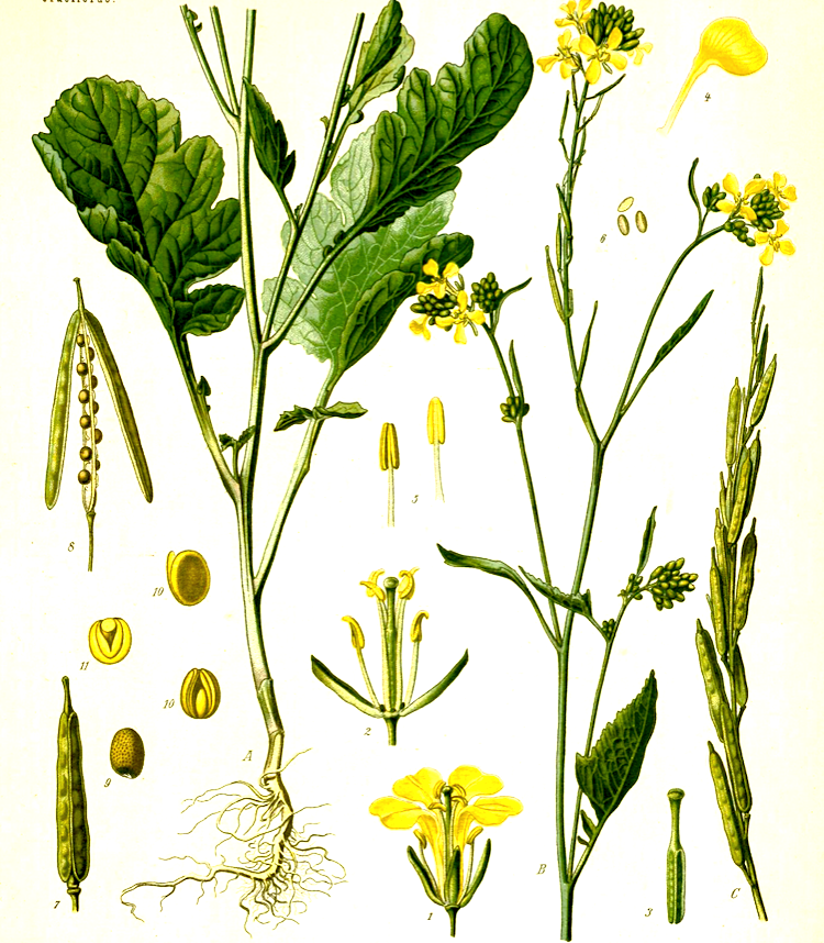 <i>Brassica nigra</i>