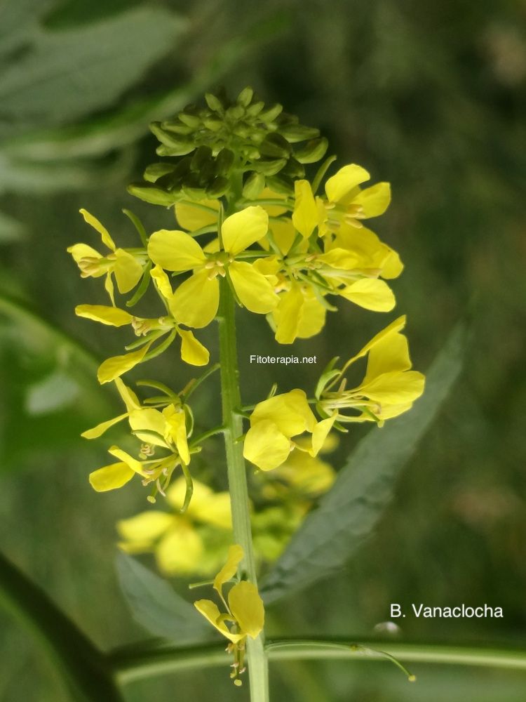 <i>Brassica nigra</i>