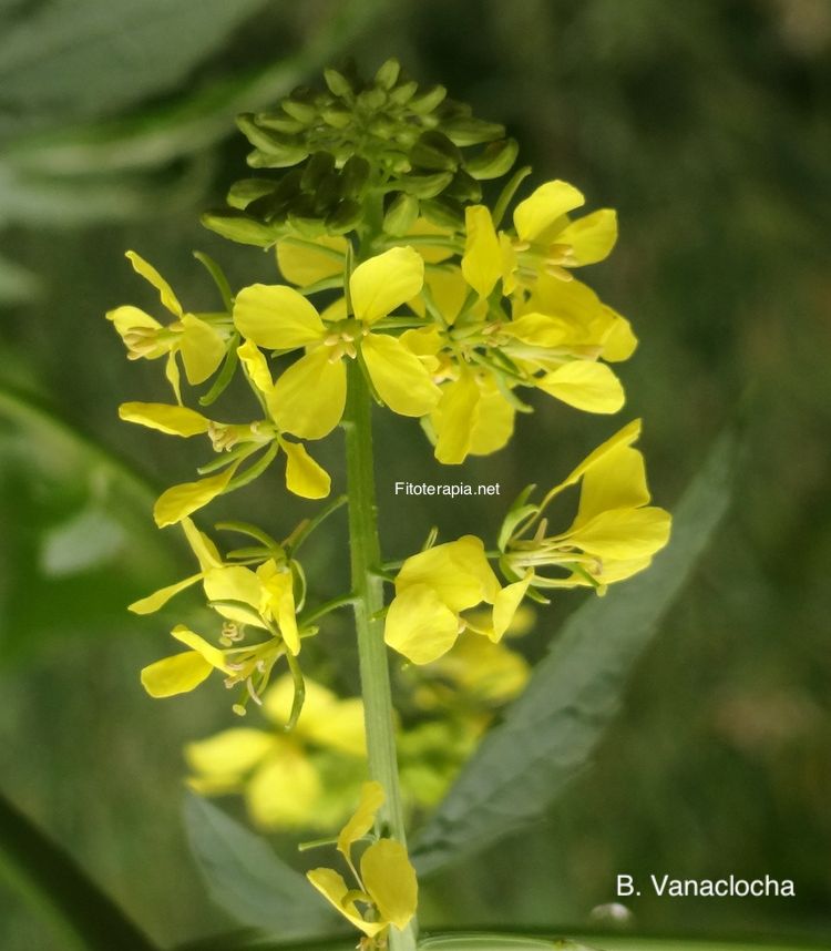 <i>Brassica nigra</i>