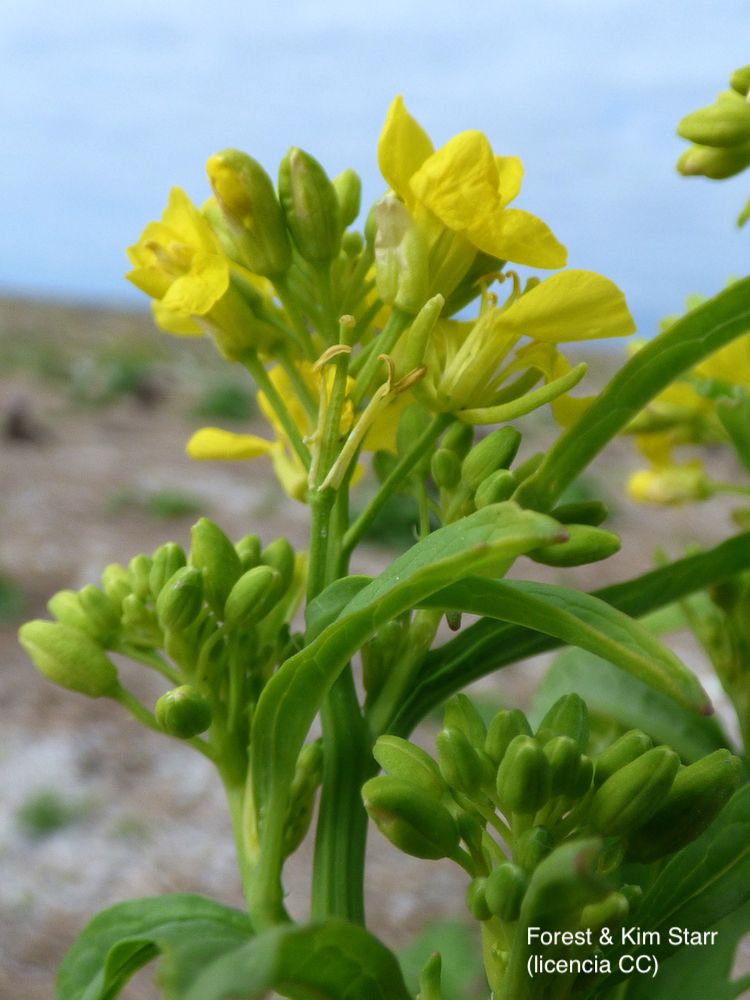 <i>Brassica juncea</i>