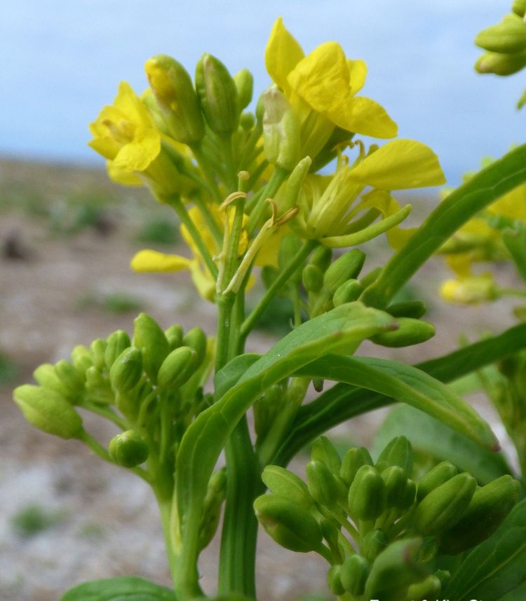 <i>Brassica juncea</i>