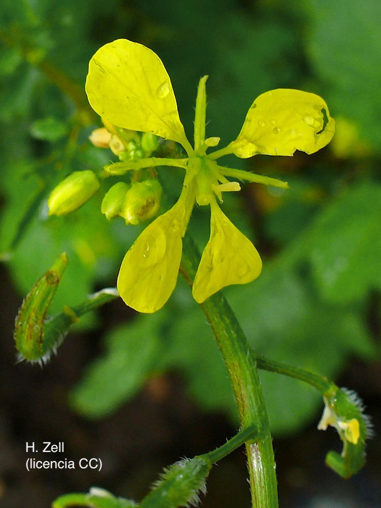 <i>Brassica nigra</i>