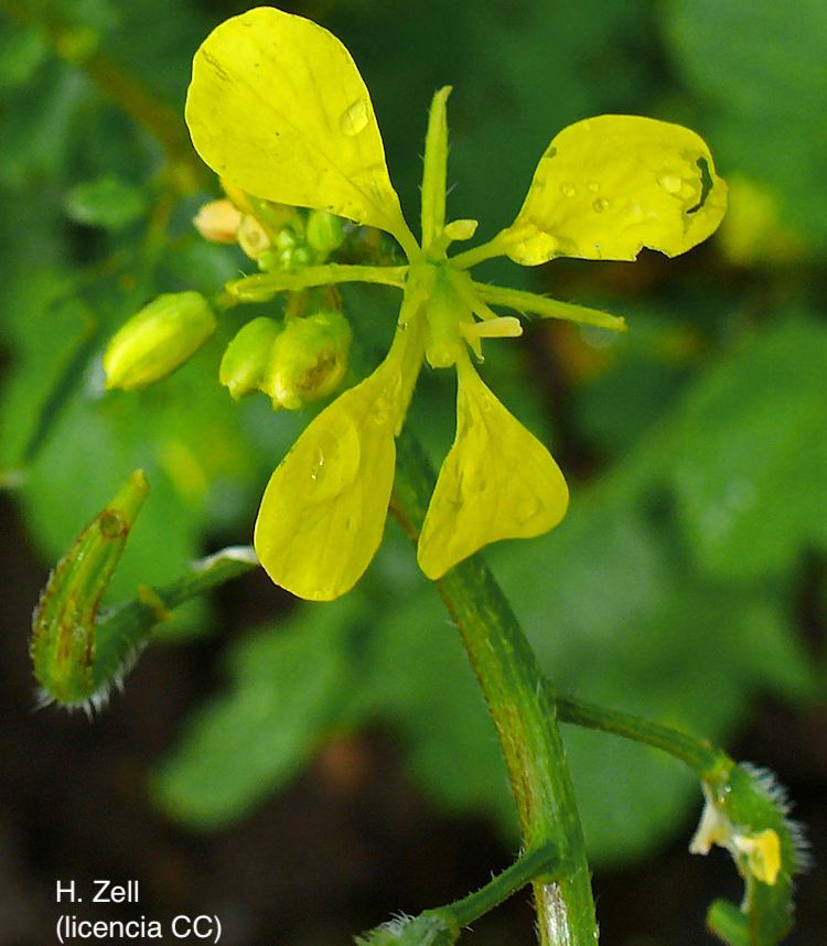 <i>Brassica nigra</i>