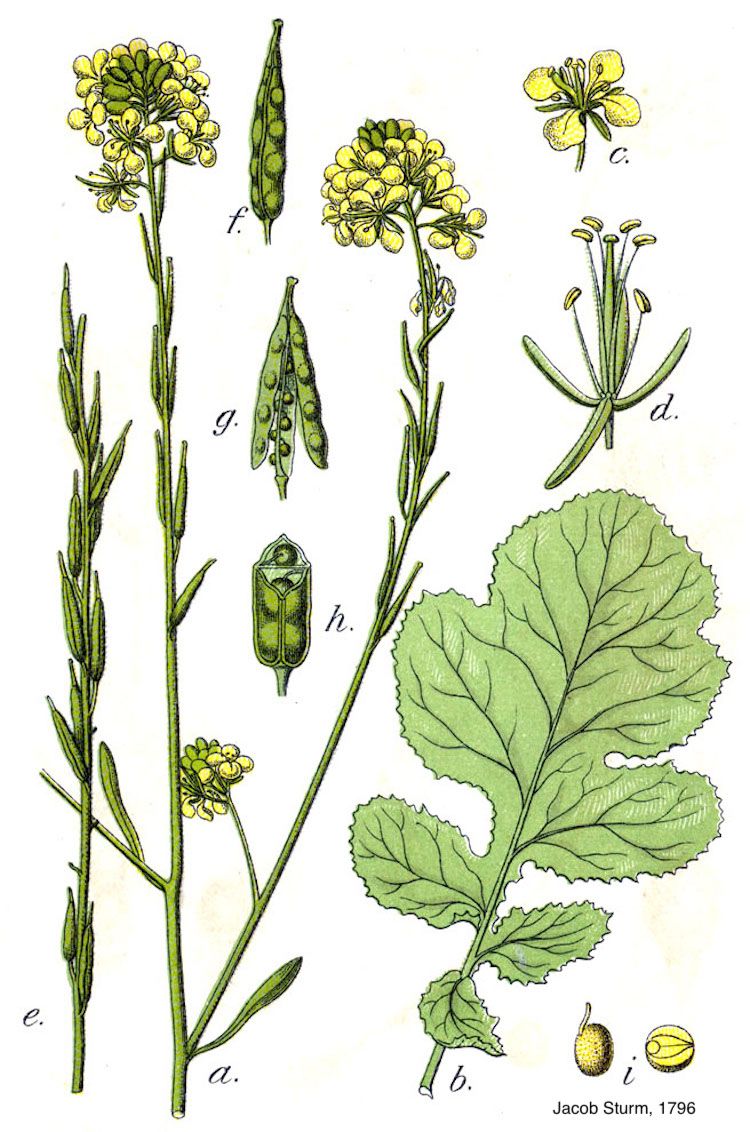 <i>Brassica nigra</i>