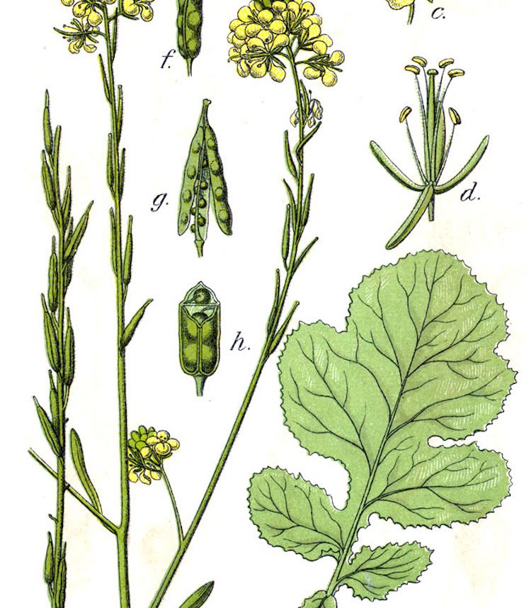 <i>Brassica nigra</i>