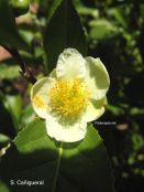 Plantas medicinales y resistencia a fármacos en cáncer cervical: potencial terapéutico y desafÃos traslacionales