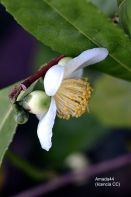 Agentes anticancerígenos naturales