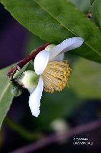 Té verde en la disminución de la gingivitis