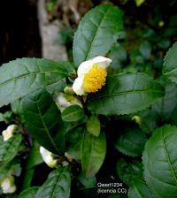 Plantas Medicinales y control del peso