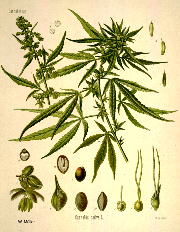 <i>Canabis sativa</i>