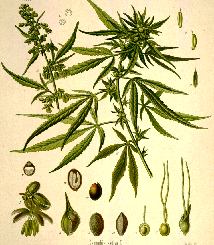 <i>Canabis sativa</i>