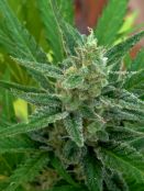 Interés de la administración de los cannabinoides por vía transdérmica