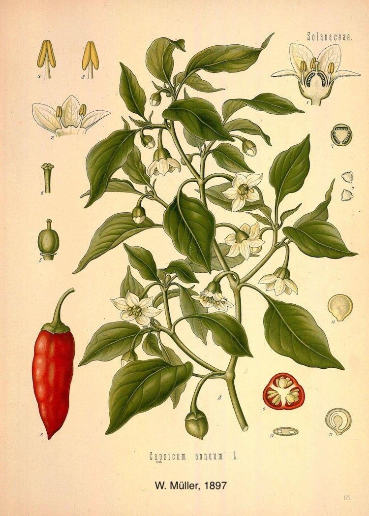 </i>Capsicum annuum</i>