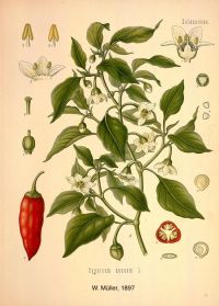 El género <i>Capsicum</i> ssp (