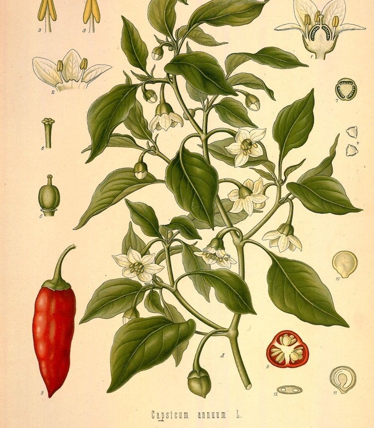 </i>Capsicum annuum</i>