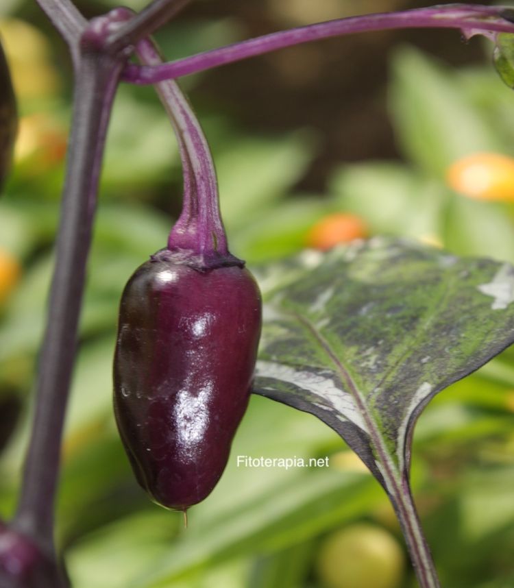 </i>Capsicum annuum</i>