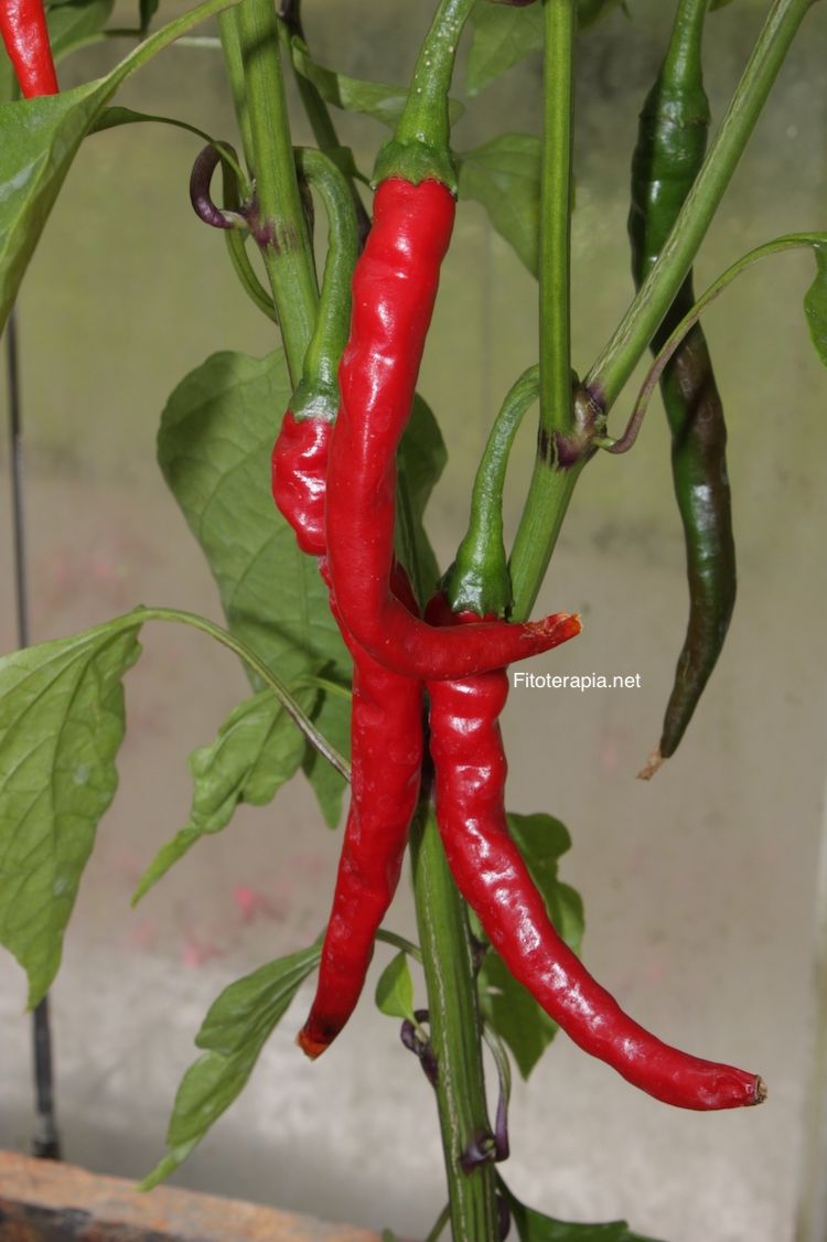 </i>Capsicum annuum</i>