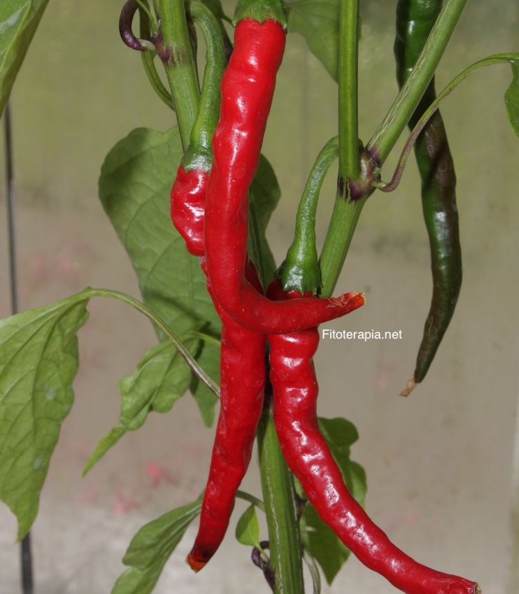 </i>Capsicum annuum</i>