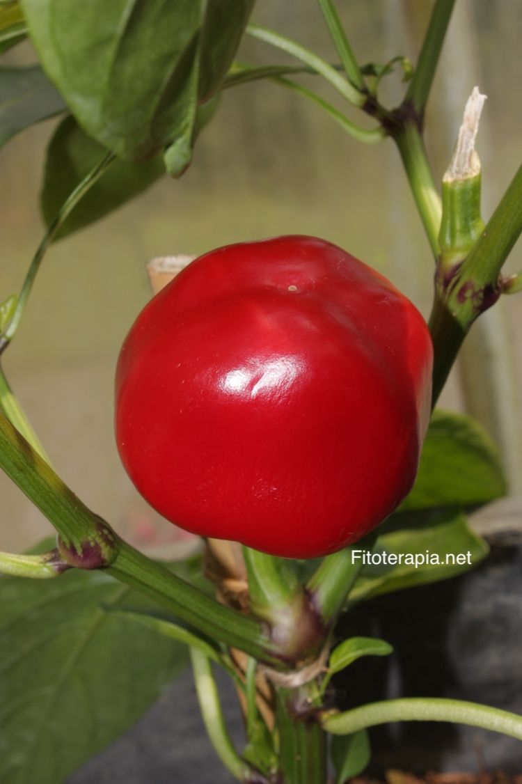 </i>Capsicum annuum</i>