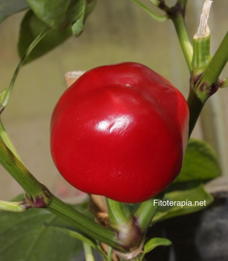 </i>Capsicum annuum</i>