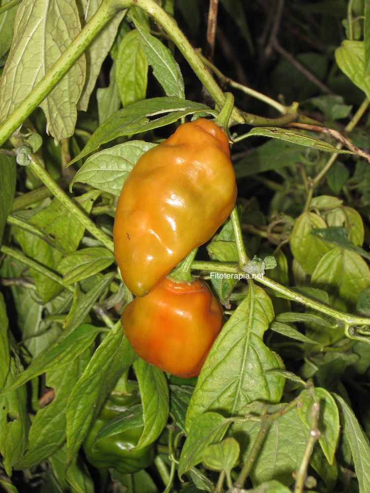 </i>Capsicum annuum</i>