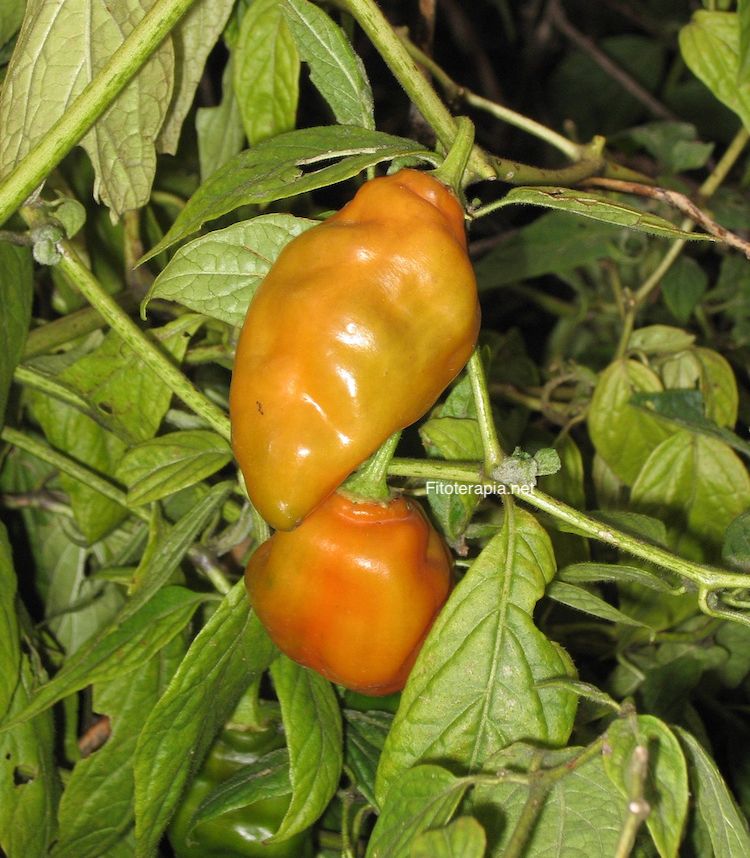 </i>Capsicum annuum</i>