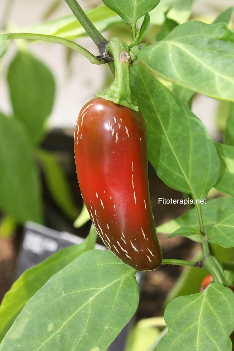 </i>Capsicum annuum</i>