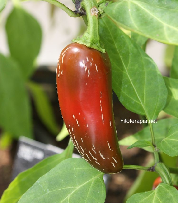 </i>Capsicum annuum</i>